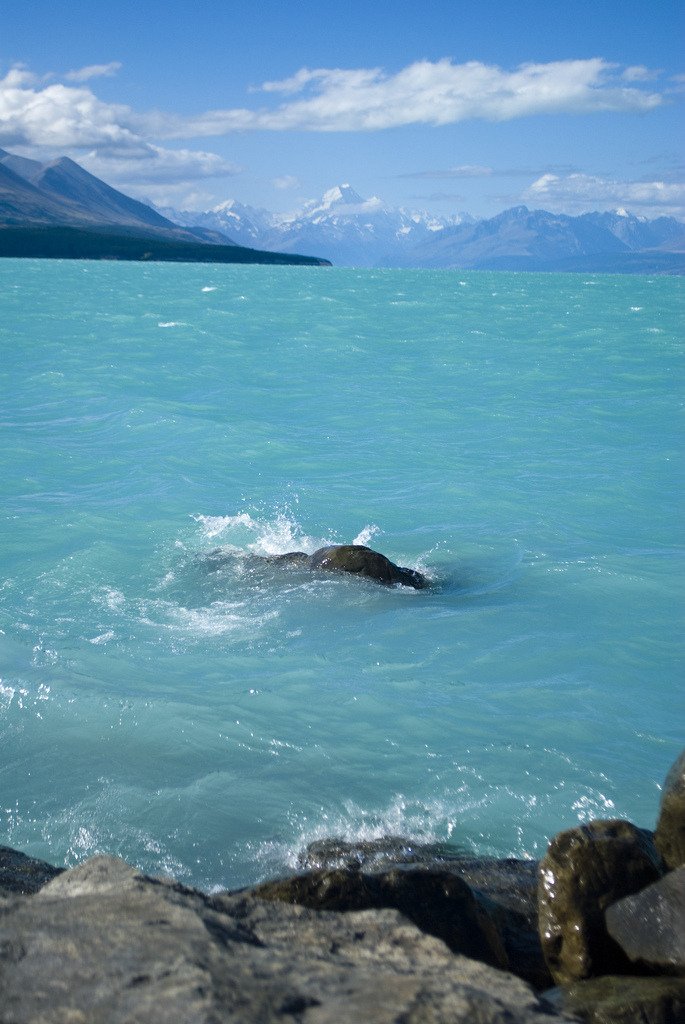 samsaracorp's tweet photo. Turquoise Sea, South Island, New Zealand #TurquoiseSea #SouthIsland #NewZealand https://t.co/NWHatHmVgd https://t.co/0BRbr1VkFn