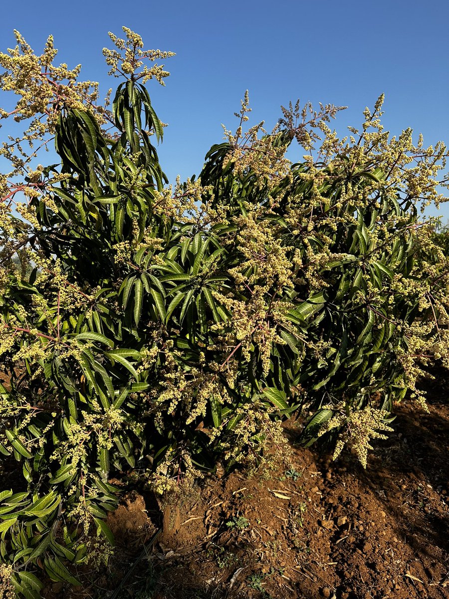 KesariFarms's tweet photo. Mangoes 🥭 on the way.

Pure organic. 

Eat Organic, live organic https://t.co/ZUiuXg4kY4
