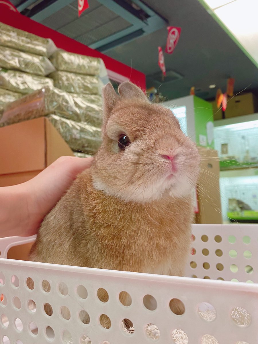 sippo_ebisu's tweet image. あぐおくん、今日の体重は…
910gでした🐰

#体重測定　#健康チェック　#アイドル　#あぐお　#うさぎのしっぽ　#うさぎのしっぽ恵比寿店　#うさぎ　#うさぎのいる暮らし #うさぎのいる生活　#rabbit