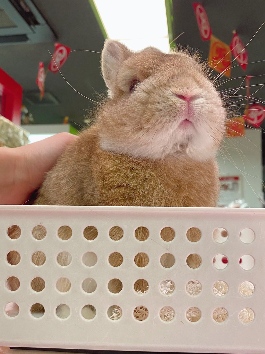 sippo_ebisu's tweet image. あぐおくん、今日の体重は…
910gでした🐰

#体重測定　#健康チェック　#アイドル　#あぐお　#うさぎのしっぽ　#うさぎのしっぽ恵比寿店　#うさぎ　#うさぎのいる暮らし #うさぎのいる生活　#rabbit