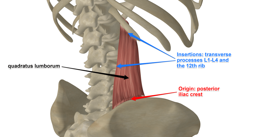 drdozellodc's tweet photo. Two Minutes of Anatomy: Deep Spinal Muscles
Dr Donald A Ozello DC of Championship Chiropractic
#vegas #chiropractor #chiropractic #sportsmedicine #anatomy #anatomyandphysiology #spine #spinemuscles #spinalmuscles #deepspinalmuscles #deepspinemuscles https://t.co/bfNURvSlbr https://t.co/RTtK9N8ZBx