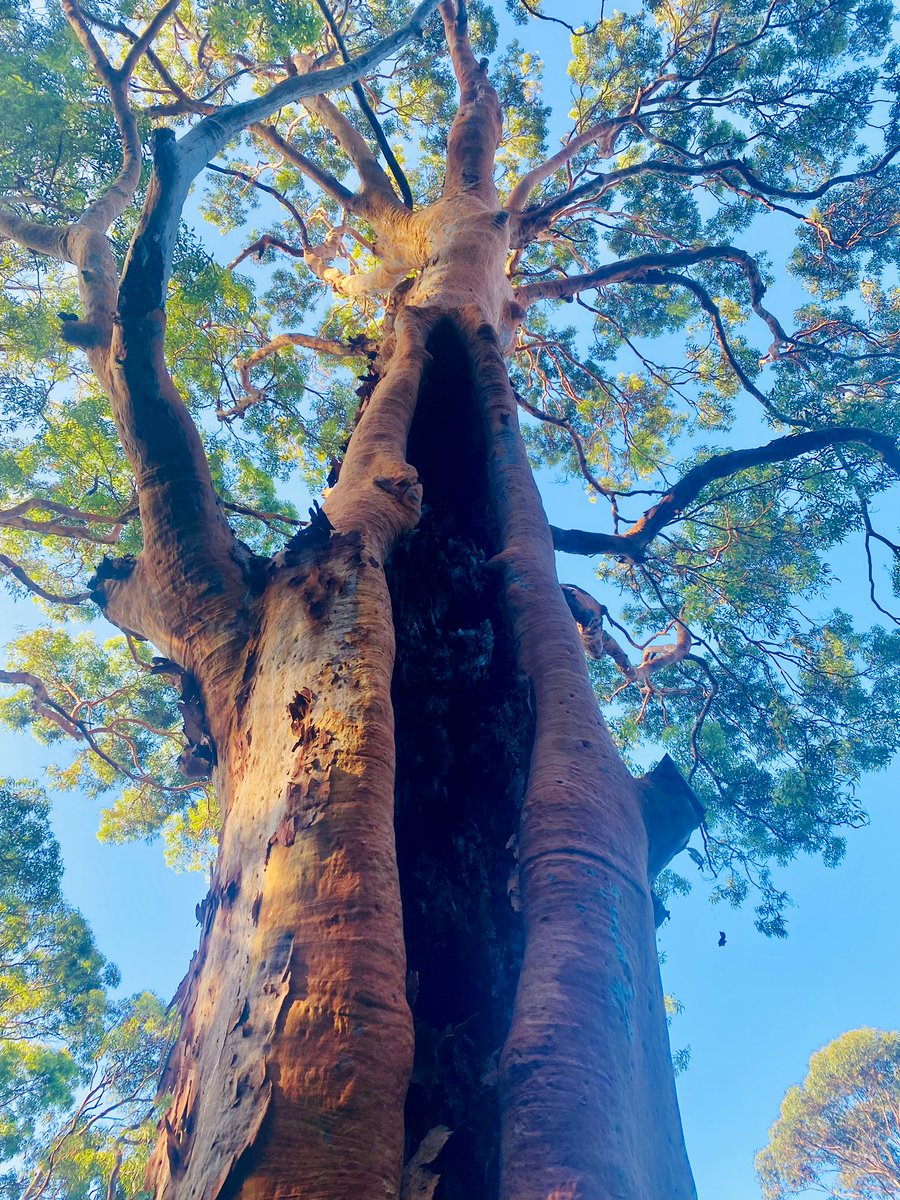 #TheScream
#SydneyRedGum
#ThickTrunkTuesday