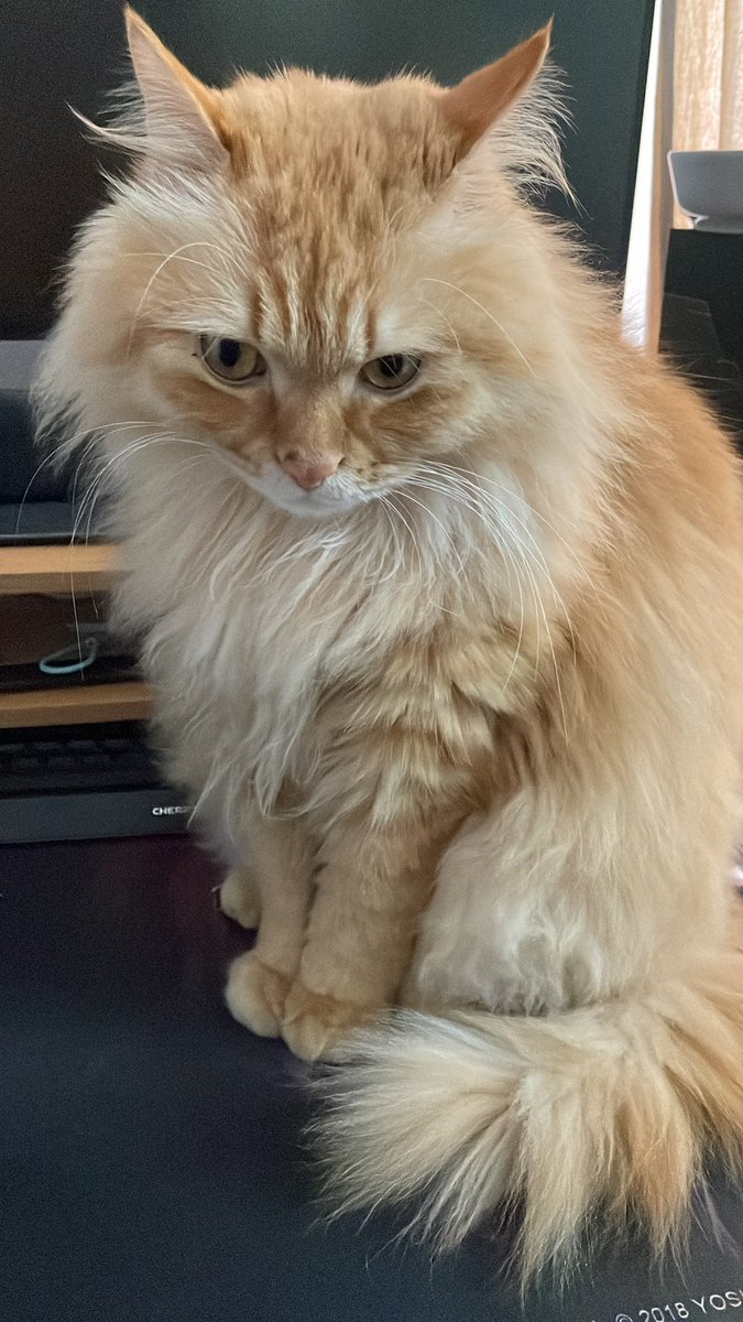 新年第一晒😼😼😼