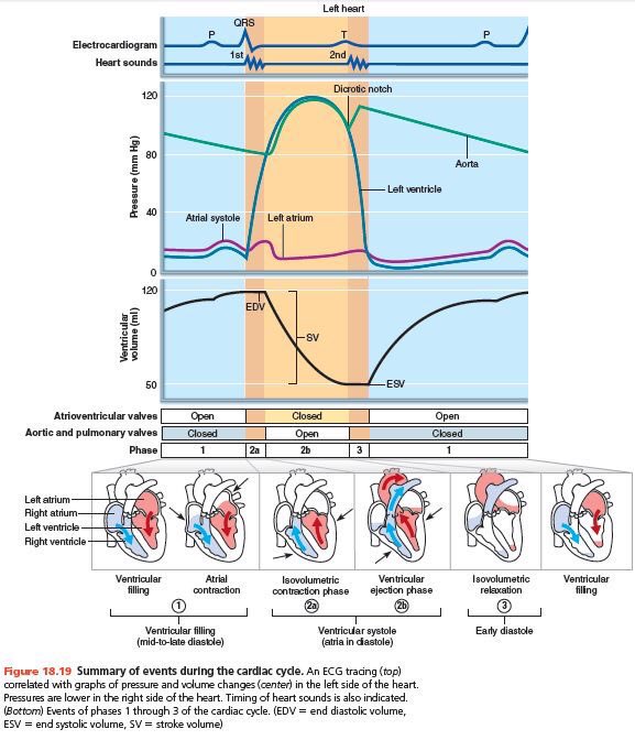 Medical_MD1's tweet photo. FlashNote 📝 

Described Cardiac Events in the cardiac cycle🫀👌🏼

. https://t.co/PkAHu0iTi6