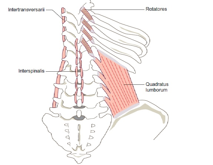 drdozellodc's tweet photo. Two Minutes of Anatomy: Deep Spinal Muscles
Dr Donald A Ozello DC of Championship Chiropractic
#vegas #chiropractor #chiropractic #sportsmedicine #anatomy #anatomyandphysiology #spine #spinemuscles #spinalmuscles #deepspinalmuscles #deepspinemuscles https://t.co/bfNURvSlbr https://t.co/DZ2ZgOB85W