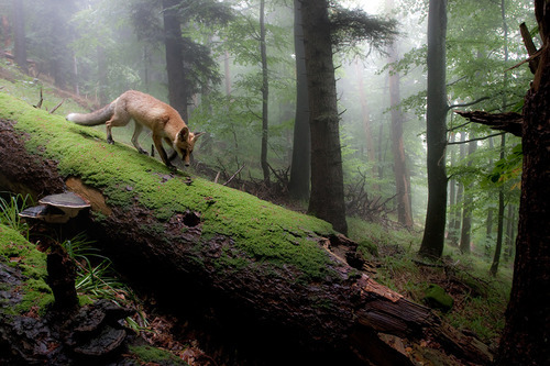 Fox Forest, Olympic National Park, Washington #FoxForest #OlympicNationalPark #Washington marissahunt.com