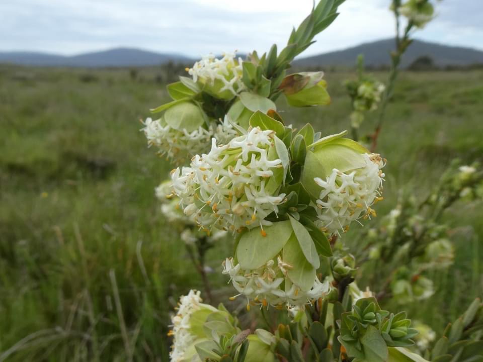 ReclaimKosci's tweet image. Another of Kosciuszko National Park’s wildflowers, Pimelea bracteata or Rice Flower, was recently listed as Critically Endangered (bit.ly/Pimelea7Dec22). The main threats are Phytophthora dieback &amp;amp; trampling by feral horses, pigs &amp;amp; deer.
@tanya_plibersek @TSCommissioner