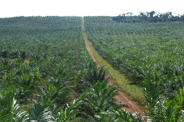 AidaNamaganda's tweet photo. "We  are  also  intensifying  efforts  to produce  products  like  palm  oil  that  is  used  in  the manufacture  of  soap  instead  of  importing  it  fromIndonesia  and  Malaysia." - President Museveni https://t.co/kiBnxYv7tH
