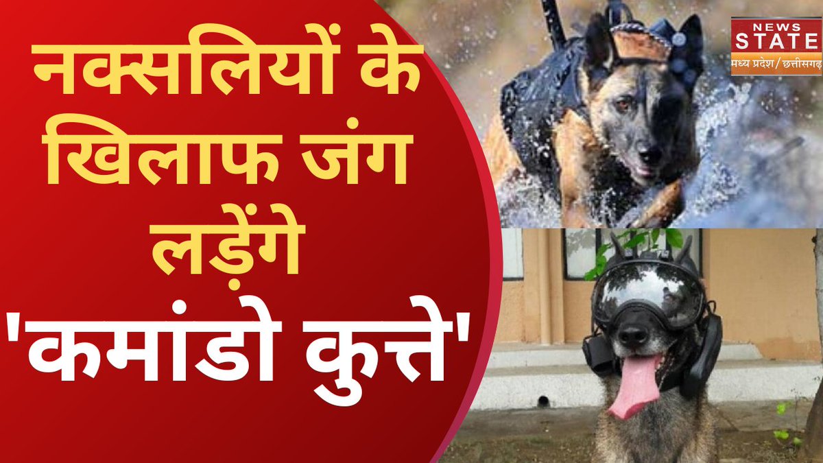 NewsStateMPCG's tweet image. Army Dogs: नक्सलियों के खिलाफ जंग लड़ेंगे 'कमांडो कुत्ते' | Naxal | CG News 
#ArmyDogs #Naxal #Naxalism  #madhyapradeshnewsstatelivenews  #NewsStateMPCG #HindiBreakingNews #TrendingNews

Watch Video: youtu.be/z22l8mmOtn0