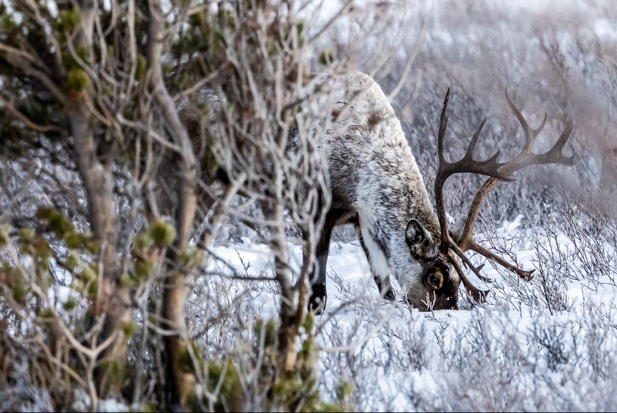 After some much needed down time on the 1st day of 2023, the 2nd day gave Seth and I with a true gift. We finally met the Southern Lakes Caribou. They let us near enough to listen to their foraging, breathing, &amp; tromping. Healthy and grounded is the goal for the coming year.