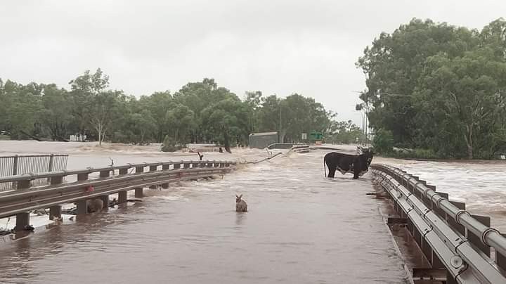 #FitzroyCrossing bridge on the Great Northern Highway washed away according to latest reports. The floods are important for river life but dangerous for people. Stay safe everyone. @MarkMcGowanMP @ReeceWhitby @Rita_Saffioti @simonemcgurk