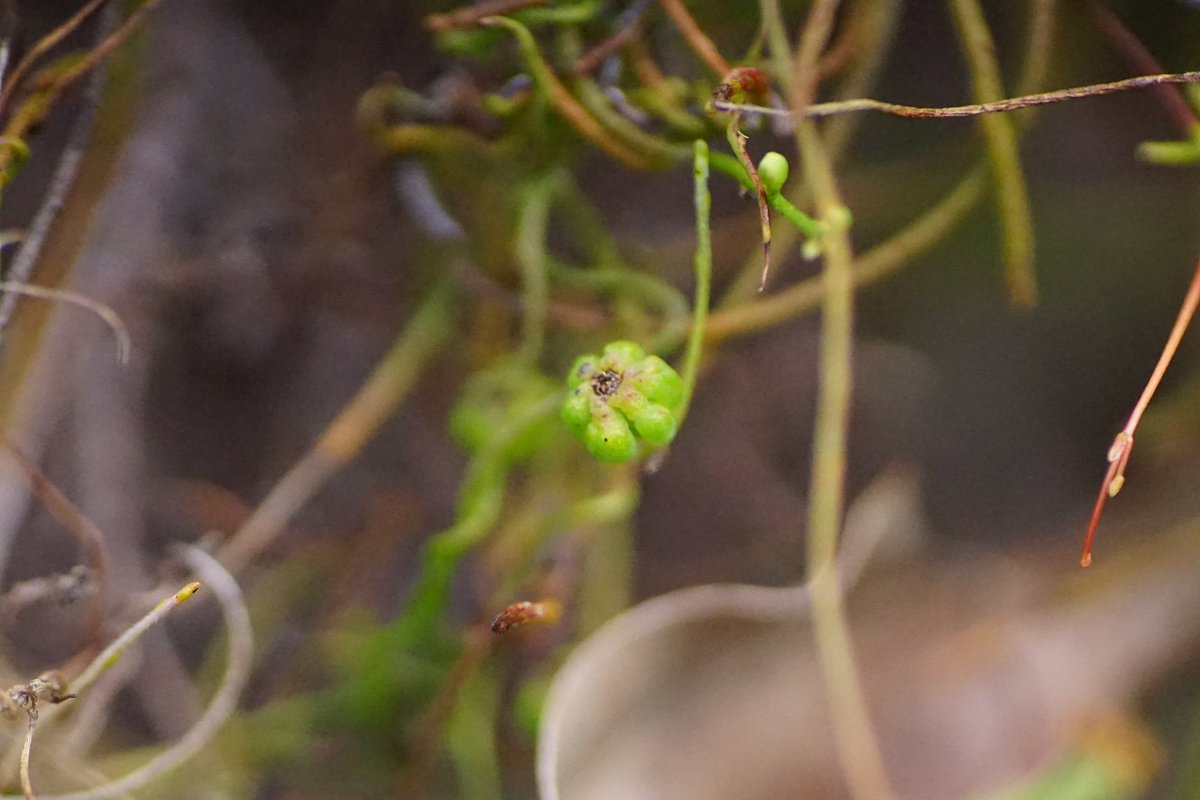 lost_in_botany's tweet photo. Lobed fruit that are a key character of #Cassytha racemosa forma. racemosa! Itโs interesting because most Cassytha donโt produce such lobed fruit! #Lauraceae #ParasiticPlants (๐ธ: 2019) https://t.co/EEUHwy6f8N