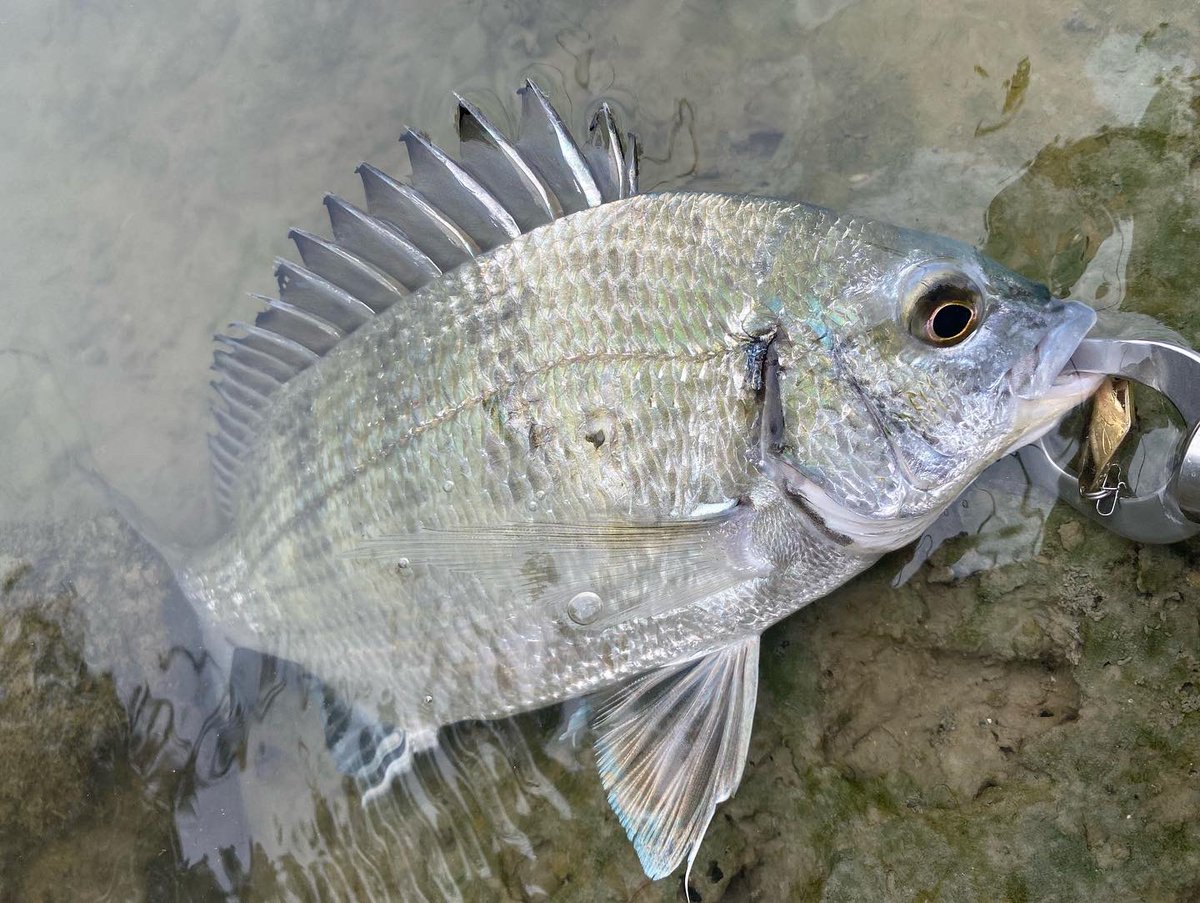 FIDELITY_TACKLE's tweet photo. 🌅[謹賀新年]🌅

あけましておめでとうございます🐰❣️

新年一発目🎣🌸
MS3🥄でミナミクロダイ釣れました😍

2023年もFIDELITYを
よろしくお願い致します🙇‍♀️🌸‼️

#PLIABLE73L
#azusaMS3 https://t.co/IKiwF9gCO3