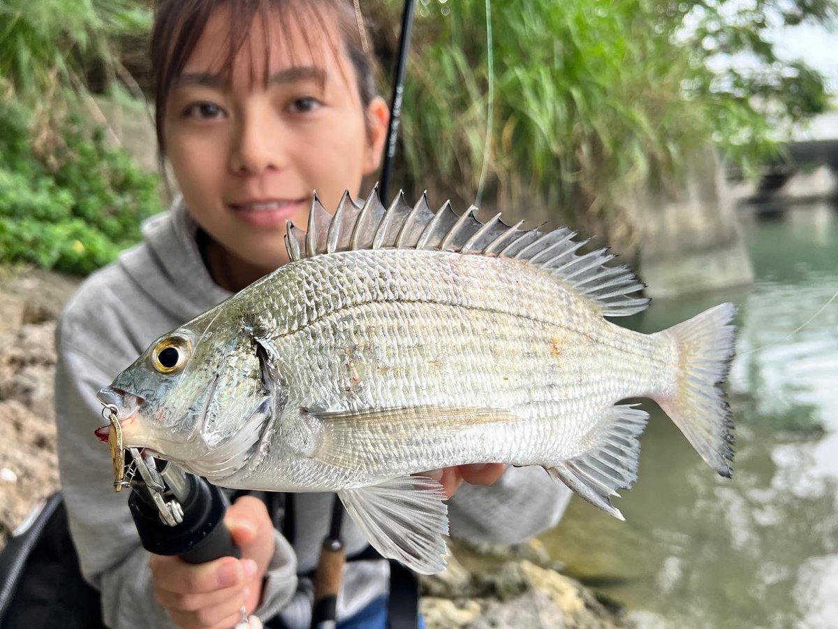 FIDELITY_TACKLE's tweet photo. 🌅[謹賀新年]🌅

あけましておめでとうございます🐰❣️

新年一発目🎣🌸
MS3🥄でミナミクロダイ釣れました😍

2023年もFIDELITYを
よろしくお願い致します🙇‍♀️🌸‼️

#PLIABLE73L
#azusaMS3 https://t.co/IKiwF9gCO3