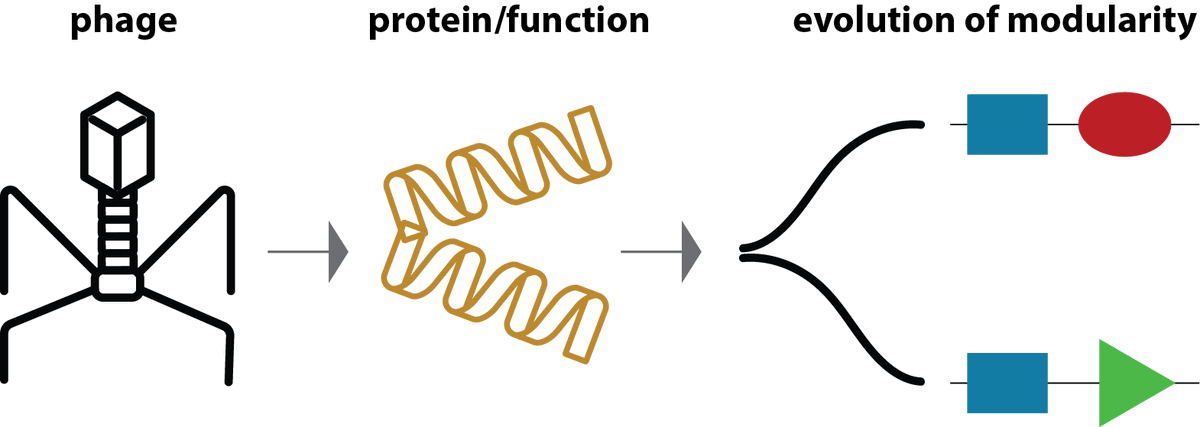 Rafal Mostowy (@rafalmostowy) on Twitter photo Which protein functions in phages are diversity, evolution (and modularity) hotspots? Our group has attempted to provide some answers to this question in our first preprint (finally!), led by the amazing <a href="/BognaSmug/">Bogna Smug</a>. See a π§΅. Which protein functions in phages are diversity, evolution (and modularity) hotspots? Our group has attempted to provide some answers to this question in our first preprint (finally!), led by the amazing <a href="/BognaSmug/">Bogna Smug</a>. See a π§΅.