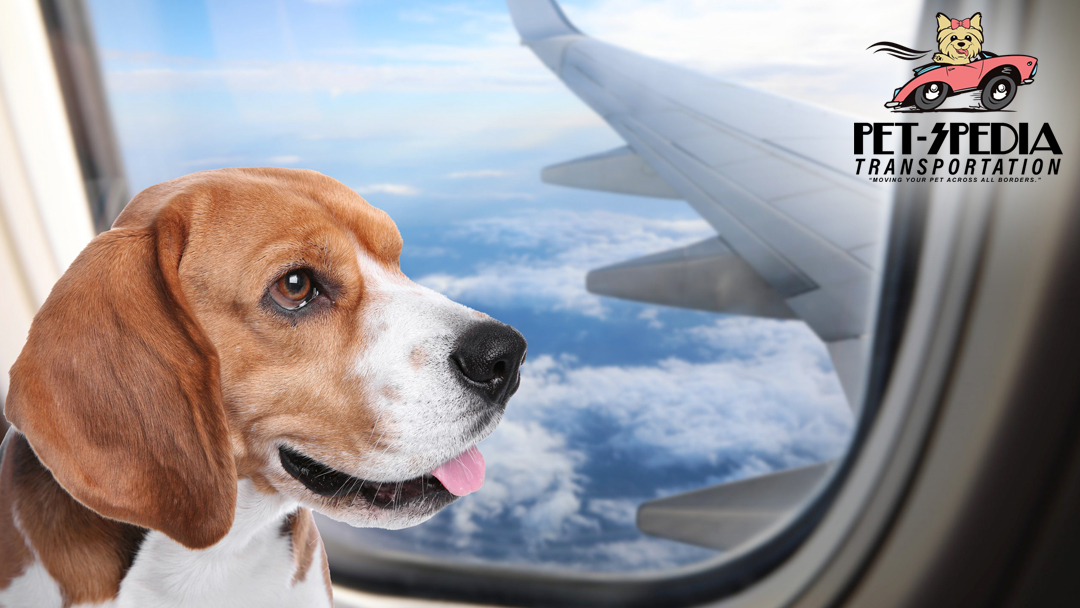 PetsPedia_'s tweet photo. Are you looking for ground and air #pet transportation services?

At Pet-Spedia, we have the top-rated professional team of pet experts to make your pet’s experience seamless &amp; stress-free while travel. https://t.co/zT2ihW5SvP #PetTransportation #PetAirTravel #PetTransportService https://t.co/SnoNLcan2u