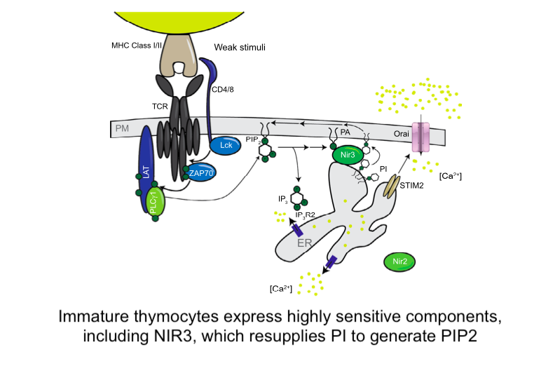 contactctc (@contactctc) on Twitter photo The Art Weiss group <a href="/UCSF/">UC San Francisco</a> show immature T-cells express highly sensitive components: IP3R2 STIM2 & NIR3.
Mature T-cells swap these for IP3R3, STIM1 & NIR2.
nature.com/articles/s4159…
NIR3 supports low level PIP2 hydrolysis by exchanging PI for PA at levels lower than seen by NIR2. The Art Weiss group <a href="/UCSF/">UC San Francisco</a> show immature T-cells express highly sensitive components: IP3R2 STIM2 & NIR3.
Mature T-cells swap these for IP3R3, STIM1 & NIR2.
nature.com/articles/s4159…
NIR3 supports low level PIP2 hydrolysis by exchanging PI for PA at levels lower than seen by NIR2.