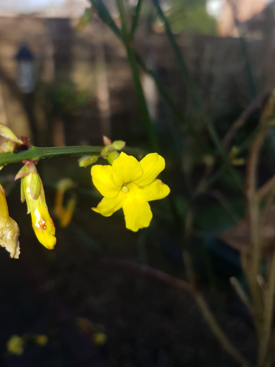 MyGarden_Uk's tweet photo. Super Random Photo from the phone.😁😁
Ginju nicking my seat.
Jasmine Flower.
Slug and Fungi.
Mistle Thrush.
#birds #cats #flowers #slugs #fungi #RandomSnaps https://t.co/jhpE1yxIgH