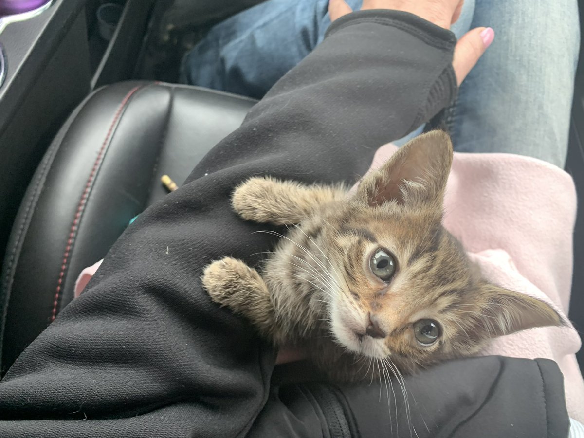 CoreyWinfield's tweet image. Hey Hudson!! #littertrainingsucks