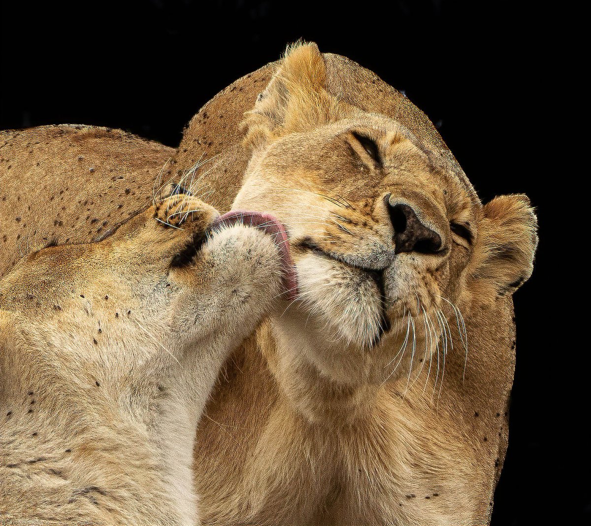 CameraShutterUp's tweet photo. #masaimara #lions https://t.co/eqgcD7KgJZ