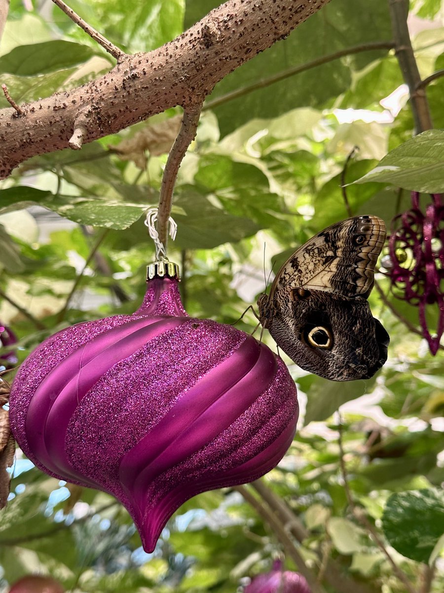 Christmas decorations in the butterfly house at #HersheyGardens 😊