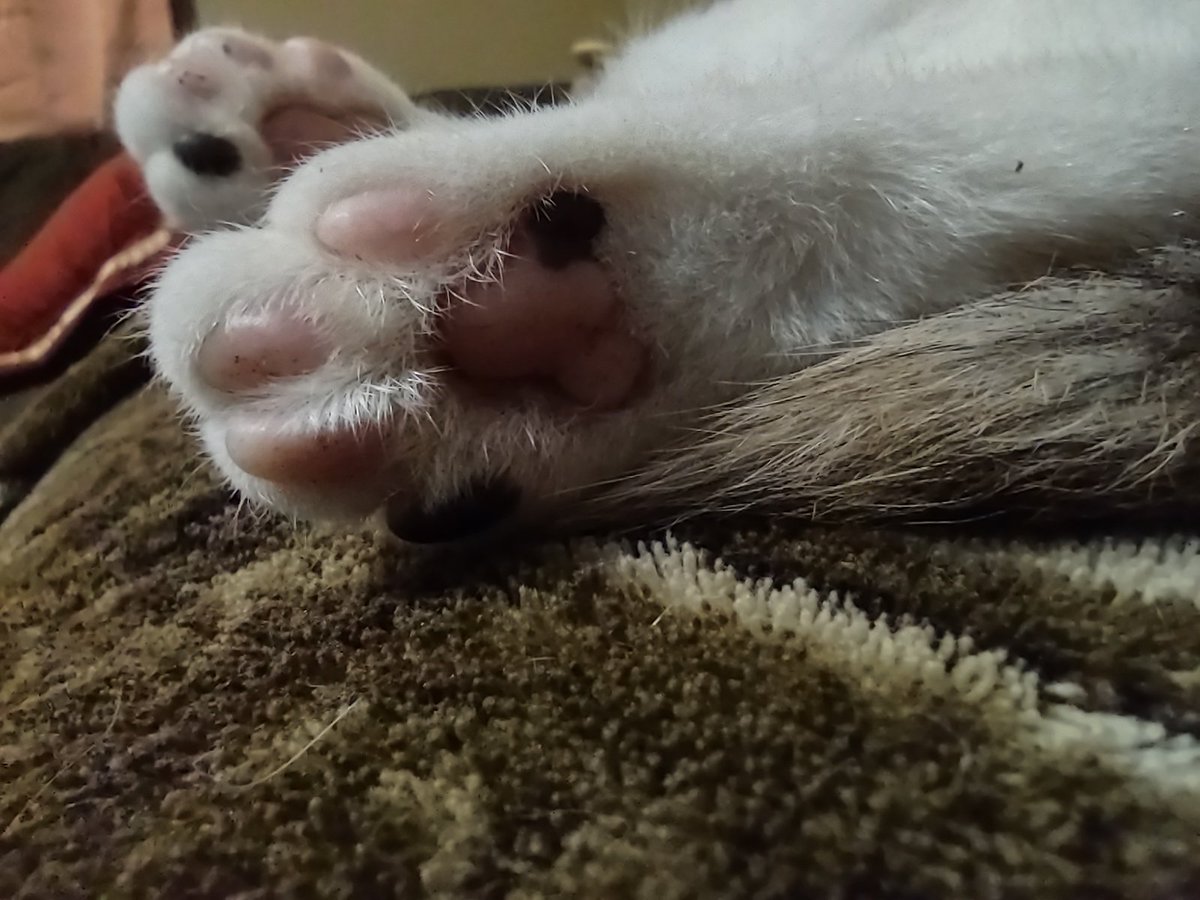 #toebeanstuesday #cat #kitty #originalcontent #photographylovers