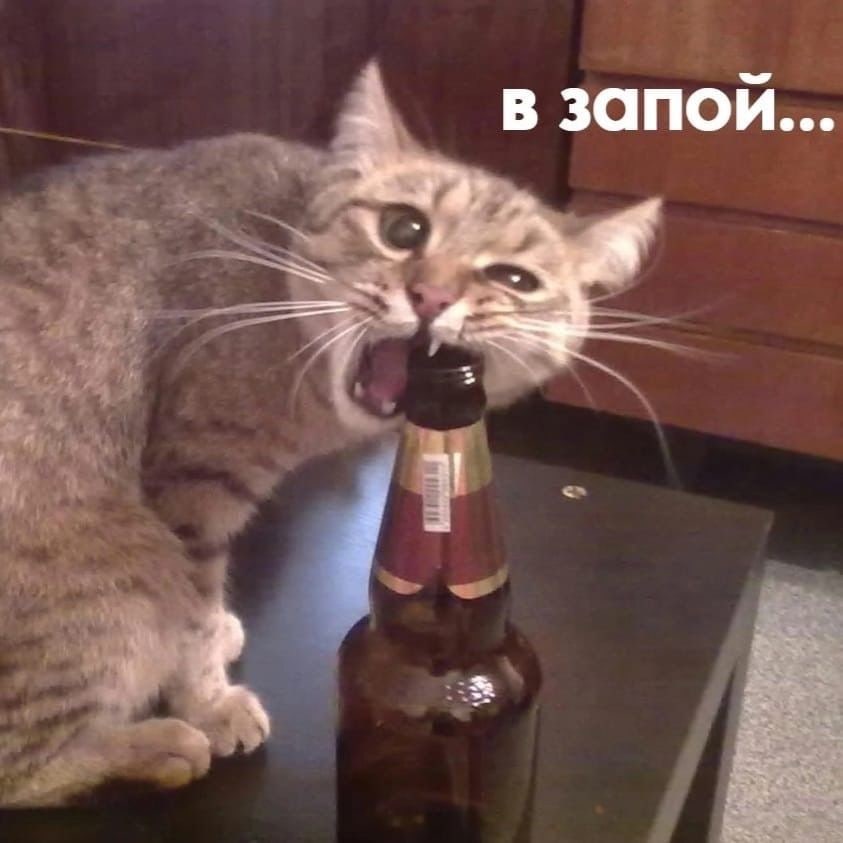 Russian Memes United On Twitter going On A Bender russian-memes-united-on-twitter-going-on-a-bender