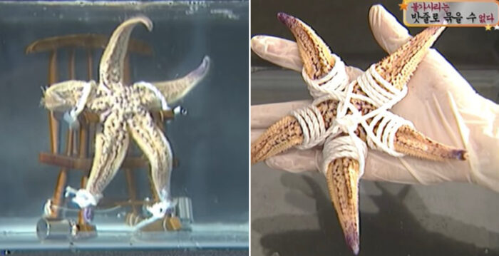 불가사리 주단은 밧줄로 묶을수 없다 (뭐임?)