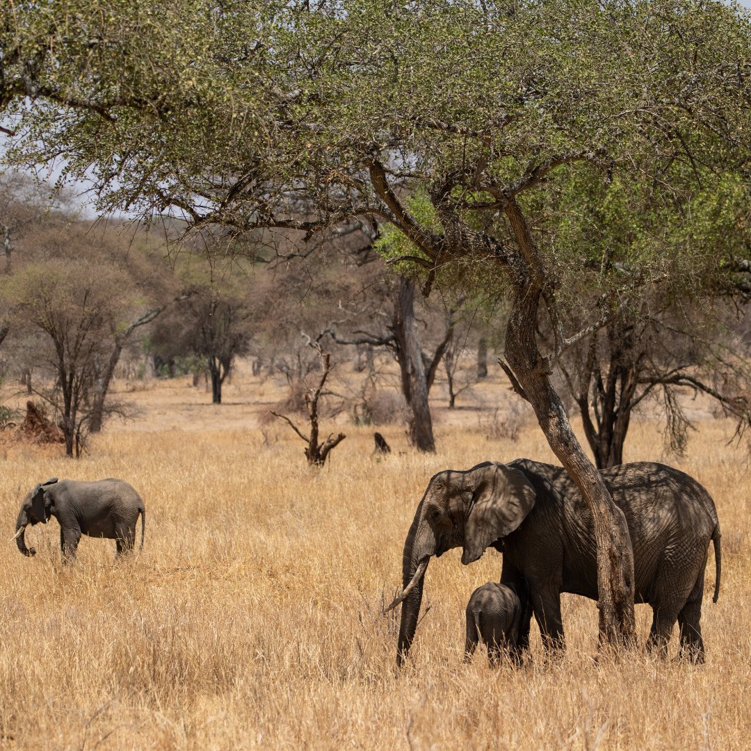 A walking safari is known to be the purest form of safari. It is a brilliant way to fully immerse yourself in the raw, untamed beauty of East Africa and its wild places. 🐾 📩: enquiries@asiliaafrica.com 🌍: East Africa 📸: Andrew Morgan