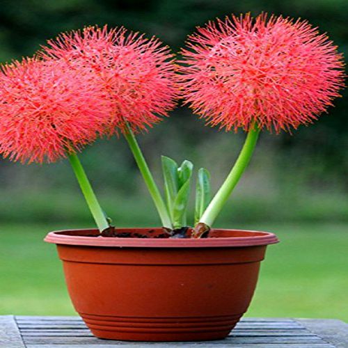 BeejwalaIndia's tweet photo. Buy Football Lily Haemanthus Multiflorous Flower Bulbs Pack
https://t.co/YDAqHesWjT

🎁 SPECIAL OFFER: Up to 90% off  
👉 Check Now: https://t.co/M88oG5zYsP
📦 Dispatch in 1 - 2 Days
#beejwala #Football_Lily #Flower_Bulb #garden #gardening' https://t.co/8ltcg6d0J1