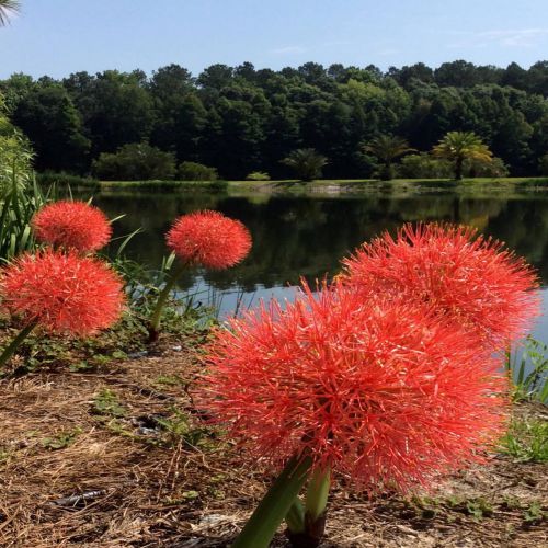 BeejwalaIndia's tweet photo. Buy Football Lily Haemanthus Multiflorous Flower Bulbs Pack
https://t.co/YDAqHesWjT

🎁 SPECIAL OFFER: Up to 90% off  
👉 Check Now: https://t.co/M88oG5zYsP
📦 Dispatch in 1 - 2 Days
#beejwala #Football_Lily #Flower_Bulb #garden #gardening' https://t.co/8ltcg6d0J1