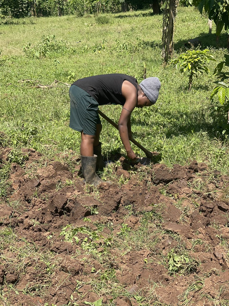 CultonScovia's tweet photo. As Food prices go up, I have resolved to embark on Agriculture. By June - August, I need not to buy any food from the market. So help me God 🙏😜 https://t.co/mdHbhkZaaE