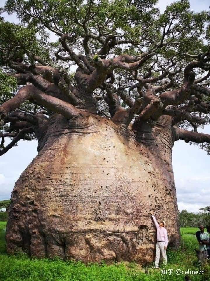 BAOBAB Old baobab tree in Mozambique. These trees store water in a