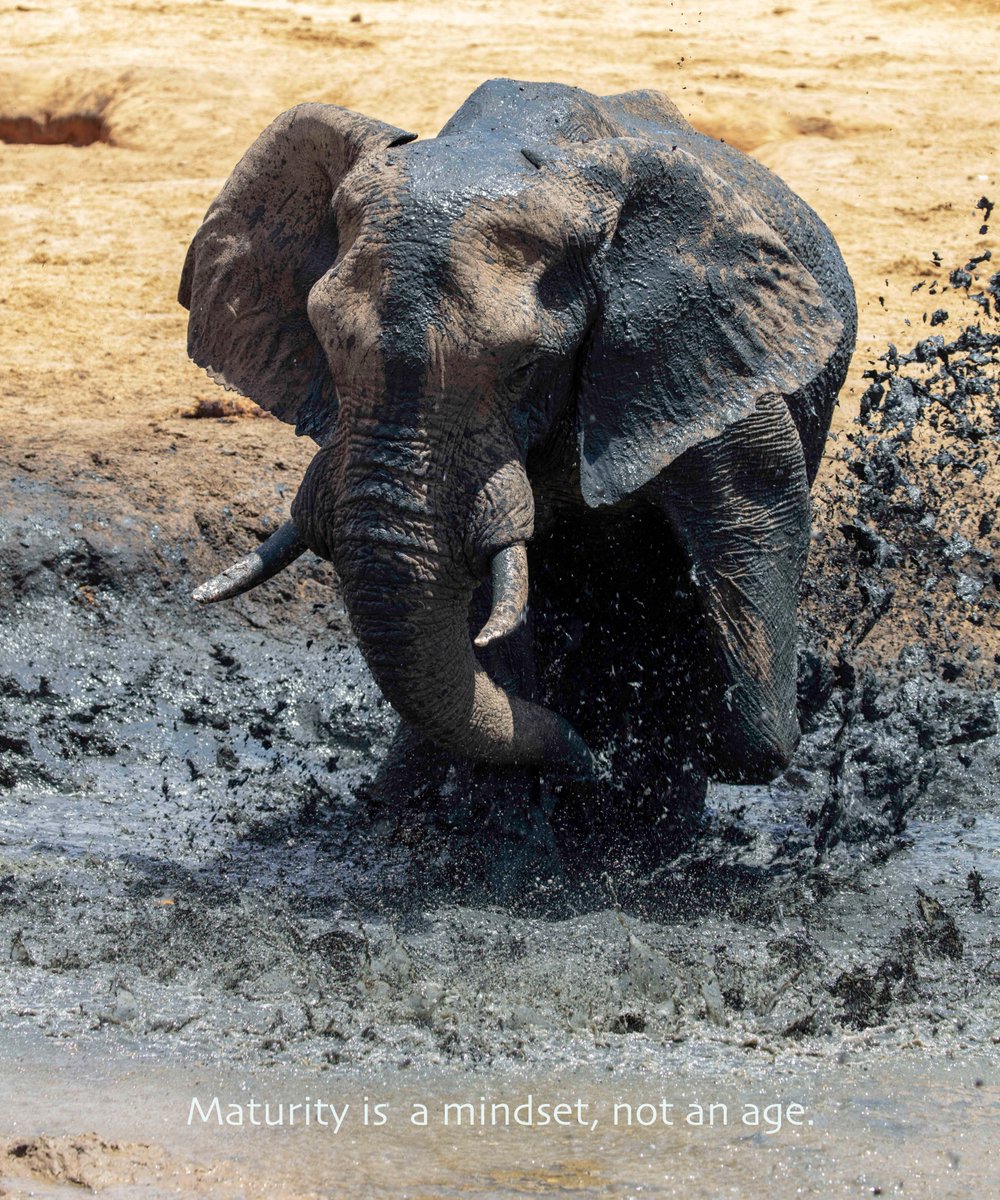 While #elephants may look like they are having so much fun, mud baths serve a critical purpose. It helps them cool off under harsh sunlight, acts as a protective layer and shields them from insect bites.