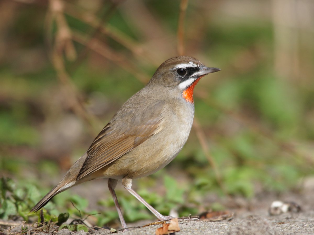 divebird's tweet photo. Komt er dit jaar weer zo n klapper in januari?  (16-01-2016)
Roodkeelnachtegaal in Hoogwoud. https://t.co/p6jgYvEYAT