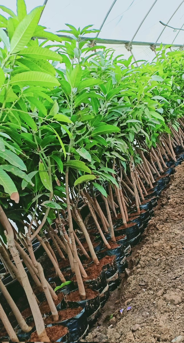 meldsoky84's tweet photo. #مشتل_الدسوقي_للتنميه_الزراعيه
        #نحن_معك_حتي_الاثمار 🥭🥭
كل عام وانتم بخير بمناسبه السنه الميلاديه الجديده
متوفر جميع شتلات المانجو المحليه وا لاجنبيه مجهزة للتصدير جميع الدول العربية
وا شتلات الحمضيات 

للحجز والاستفسار
#م_محمد_الدسوقي
01010828209
01125301591 002 https://t.co/cdGHrG9s64
