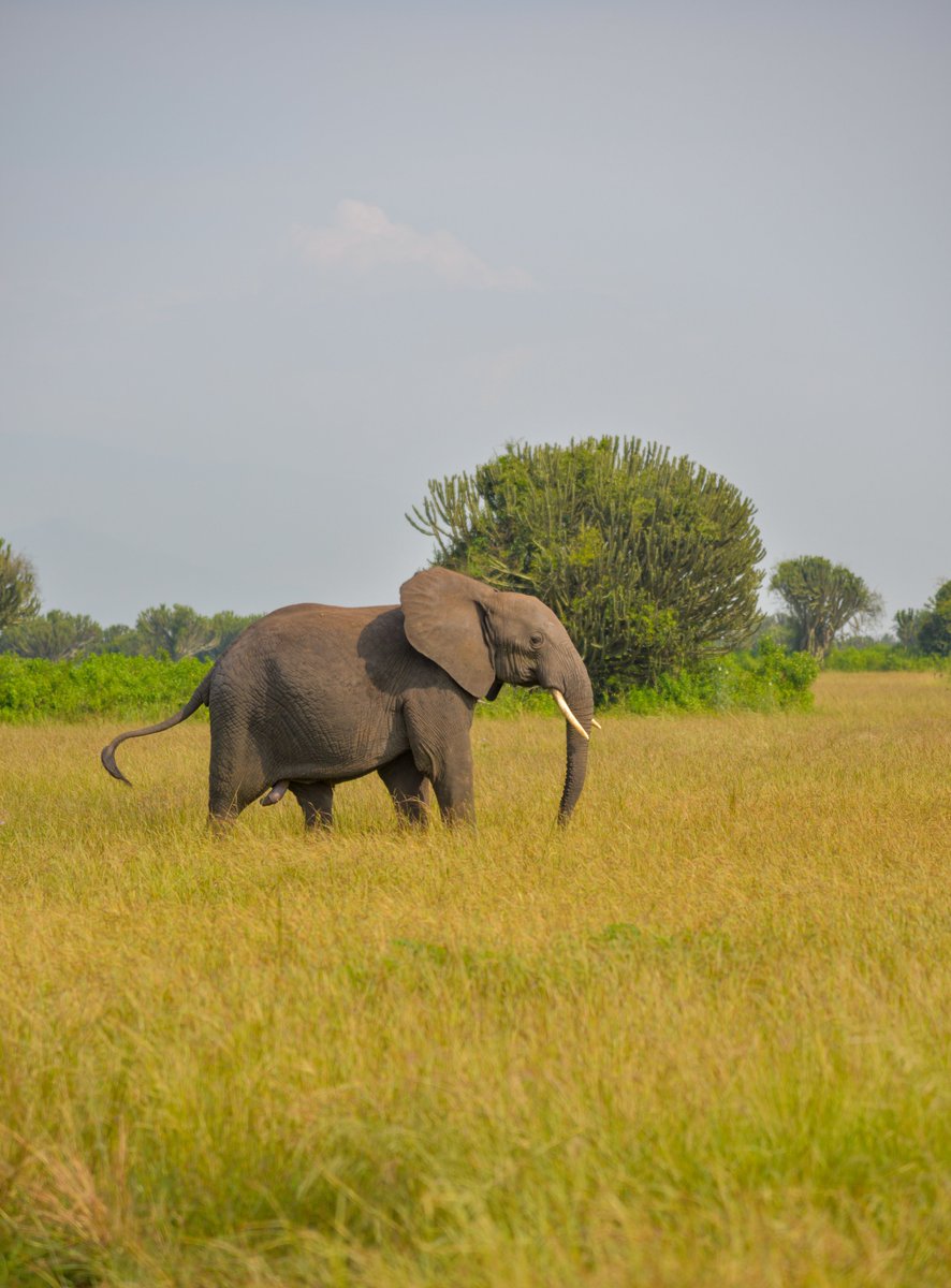 masabakarim's tweet photo. Congratulations to Uganda for being named among the world's top tourism destinations to visit in 2023 by US television channel CNN. Our country's tourism sector has the potential to turn around the economy if adequately funded. https://t.co/SlUSFqBoLe