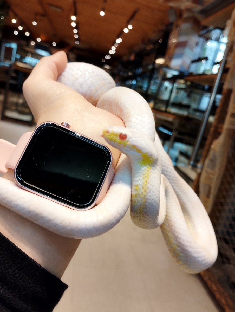 snakecafe's tweet photo. あけましておめでとうございます🐰
２０２３年もよろしくお願いいたします🐍
#白蛇 #縁起物 #コーンスネーク #ボールパイソン #テキサスラットスネーク #販売 #爬虫類カフェ #爬虫類ショップ #スネークカフェ #触れ合いカフェ #アメ村 https://t.co/SonaYYKe5Z