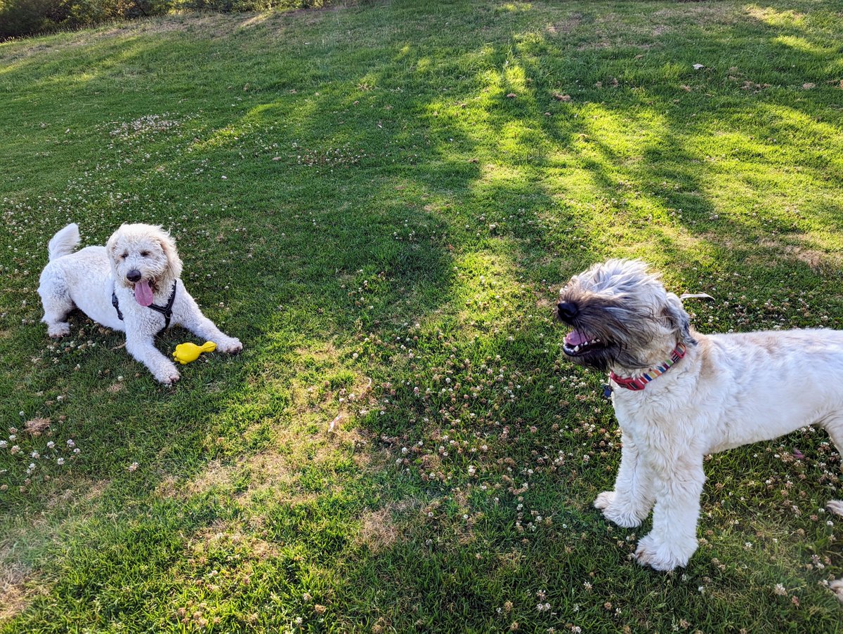 OberonWheaten's tweet image. Today was a bit windy.

#BeardProblems