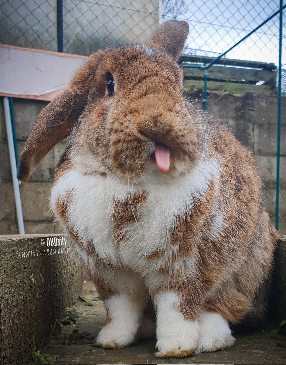 obdsity's tweet photo. Yoshon: Neener neener neener, I still have my ears, the #EarThief has no chance against me!
#StopTheEarThief #EarTheftTuesday #TongueOutTuesday https://t.co/vfMwt0LImk