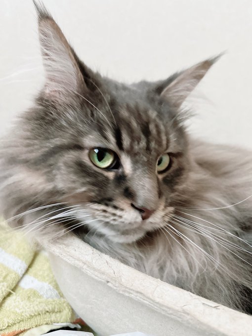 自分がイケネコである事を自覚していそう🐈 