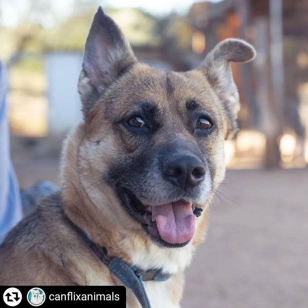 #Repost - <a href="/canflixanimals/">CAN FLIX & A.M.P.A.R.E.</a> by @get_regrammer
¡Carlota necesita irse de aquí! 💔

Esta perrita de dos años de edad ha llegado al refugio hace poco. Tras pasar por muchas manos acabó siendo regalada a una señora de avanzada edad que no podía hacerse carg… instagr.am/p/Cm8gY1Cou6h/