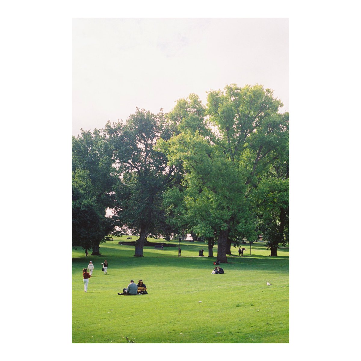 shaormit's tweet photo. 夏天🌳 https://t.co/luc6ll2aNU
