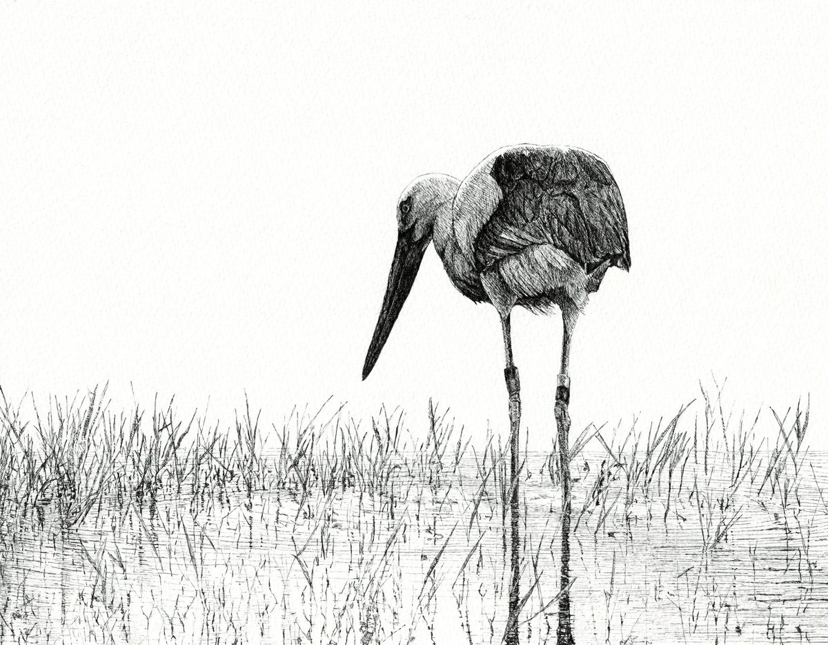 水田のコウノトリ
ペン画ができました。去年に運良く撮れた写真が題材です。
#ペン画　#pendrawing