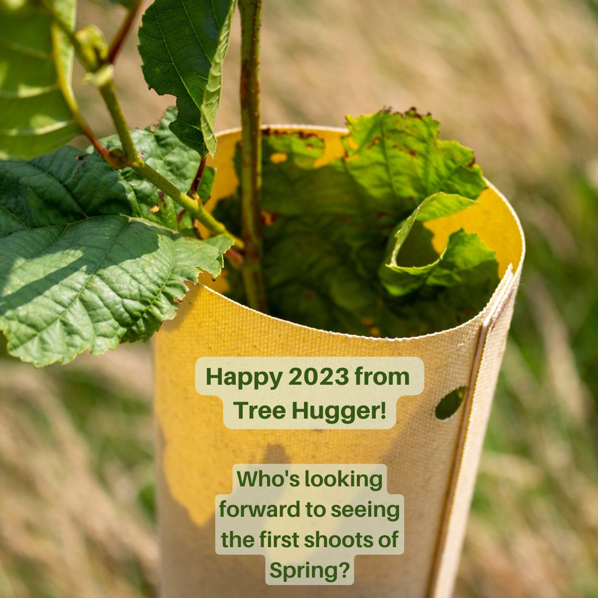 TreeHugger tweet media