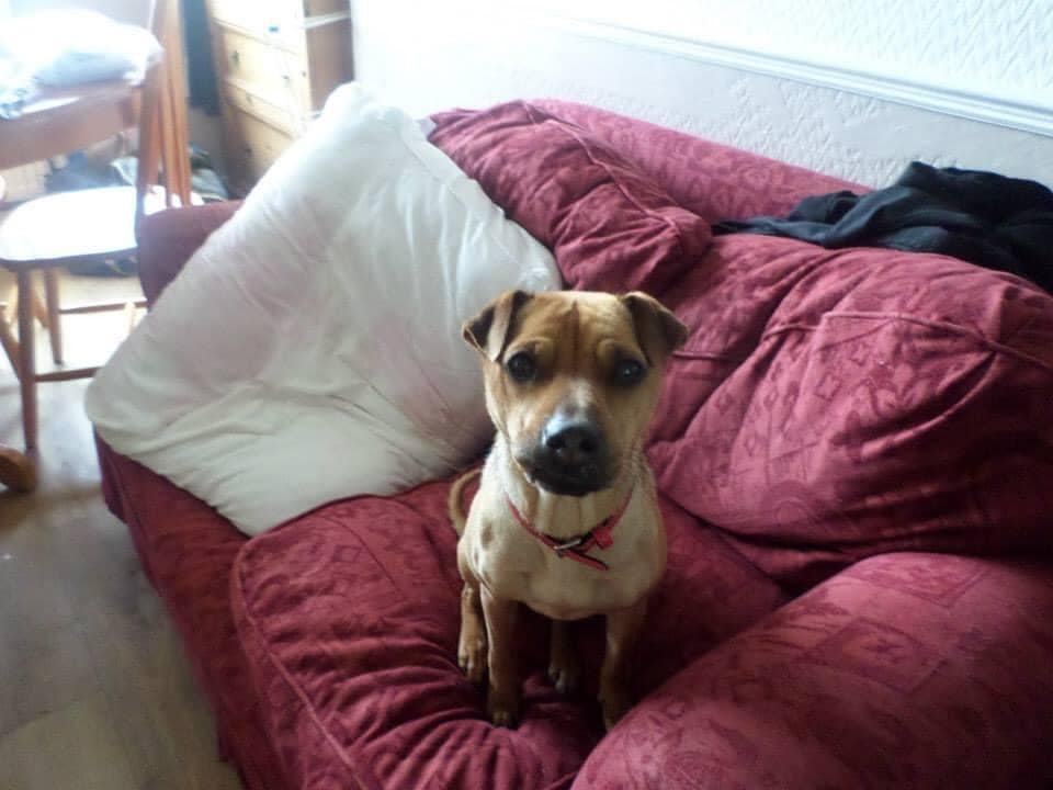 gelert01's tweet image. #TESS missing #NANT_GWYTHERN #LLITHFAEN #GWYNEDD 02/01/2023 
facebook.com/julie.davis.12…
@Anthony_Bailey_ @missingdogwales @CarolPoyerPeett @RachaelB100 @rosiedoc666 @veryluckypugs @KarenFi51820768 @lisffc @MissingPetsGB @DogLostUK @LostDogAlertUK @RecoveryDog @karen11564937