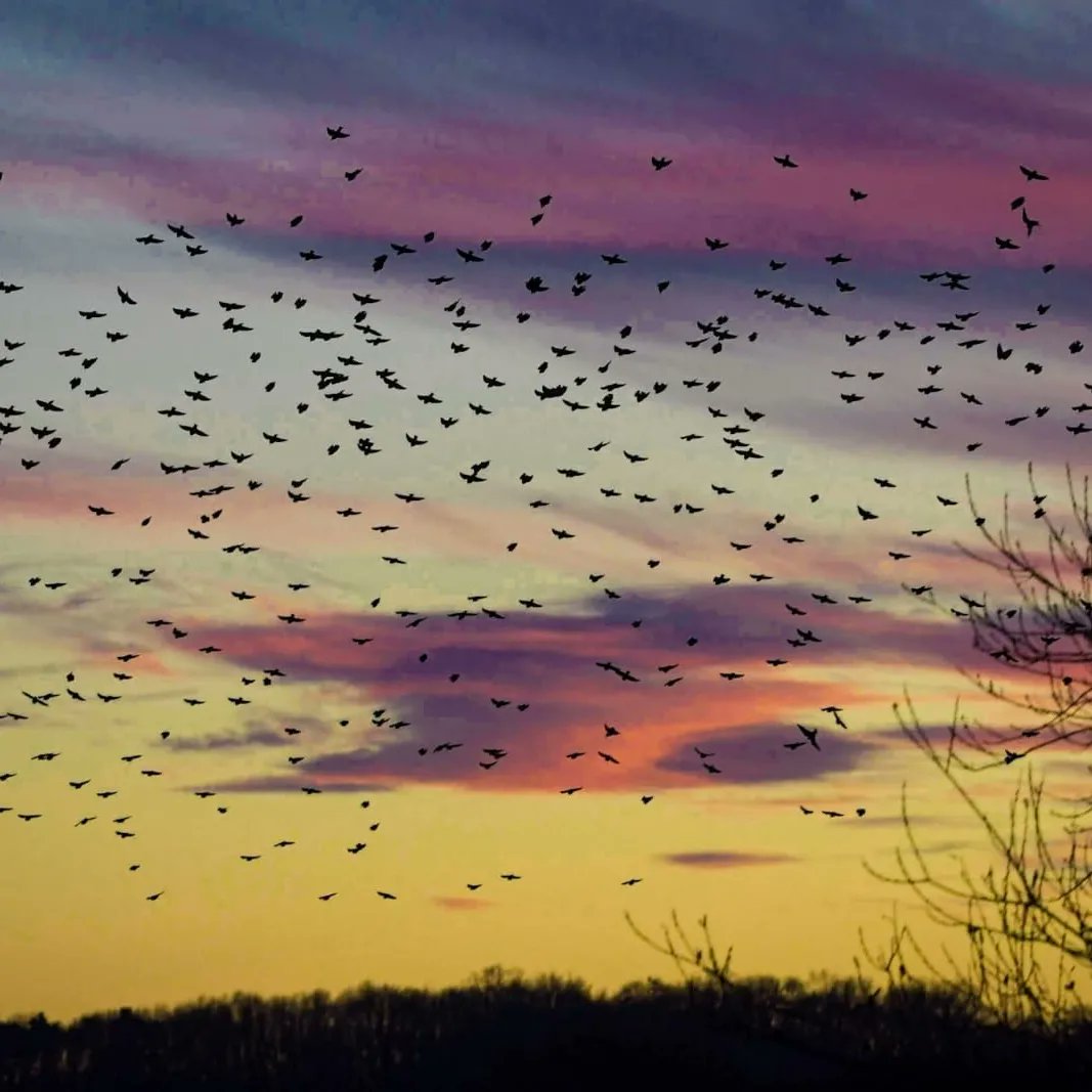 BarnyGas's tweet photo. To kick off the new year we visited the Somerset levels to see the starling murmuration. Although they didn't murmurate in large flocks, we got luck with the sunset. Happy New Year. @RSPBHamWall
#rspb_love_nature https://t.co/0I6l8KB6kn