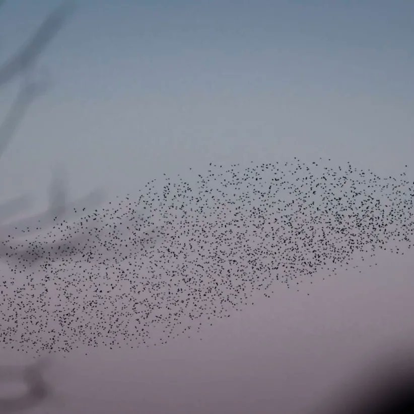 BarnyGas's tweet photo. To kick off the new year we visited the Somerset levels to see the starling murmuration. Although they didn't murmurate in large flocks, we got luck with the sunset. Happy New Year. @RSPBHamWall
#rspb_love_nature https://t.co/0I6l8KB6kn