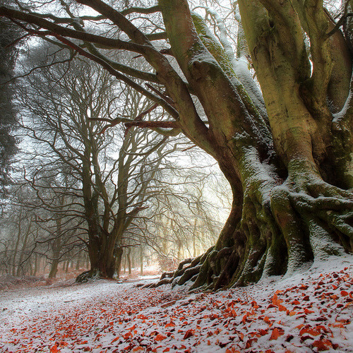 First Snowfall, Kinclaven, Scotland #FirstSnowfall #Kinclaven #Scotland cookingkatie.com