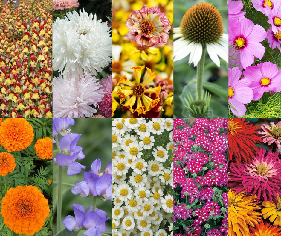 Mr Fothergills Seeds tweet media